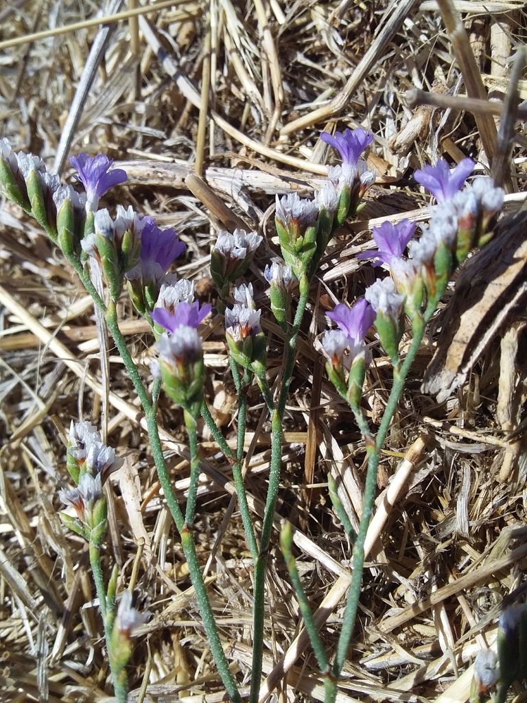 Rock sea-lavender (Limonium binervosum)