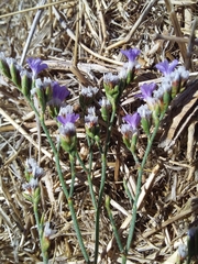 Rock sea-lavender (Limonium binervosum)