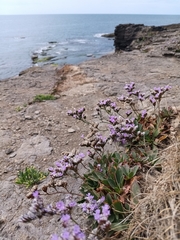 Rock sea-lavender (Limonium binervosum)