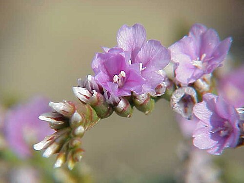 Rock sea-lavender: Species : Limonium binervosum Family : Plumbaginaceae Image No. 2