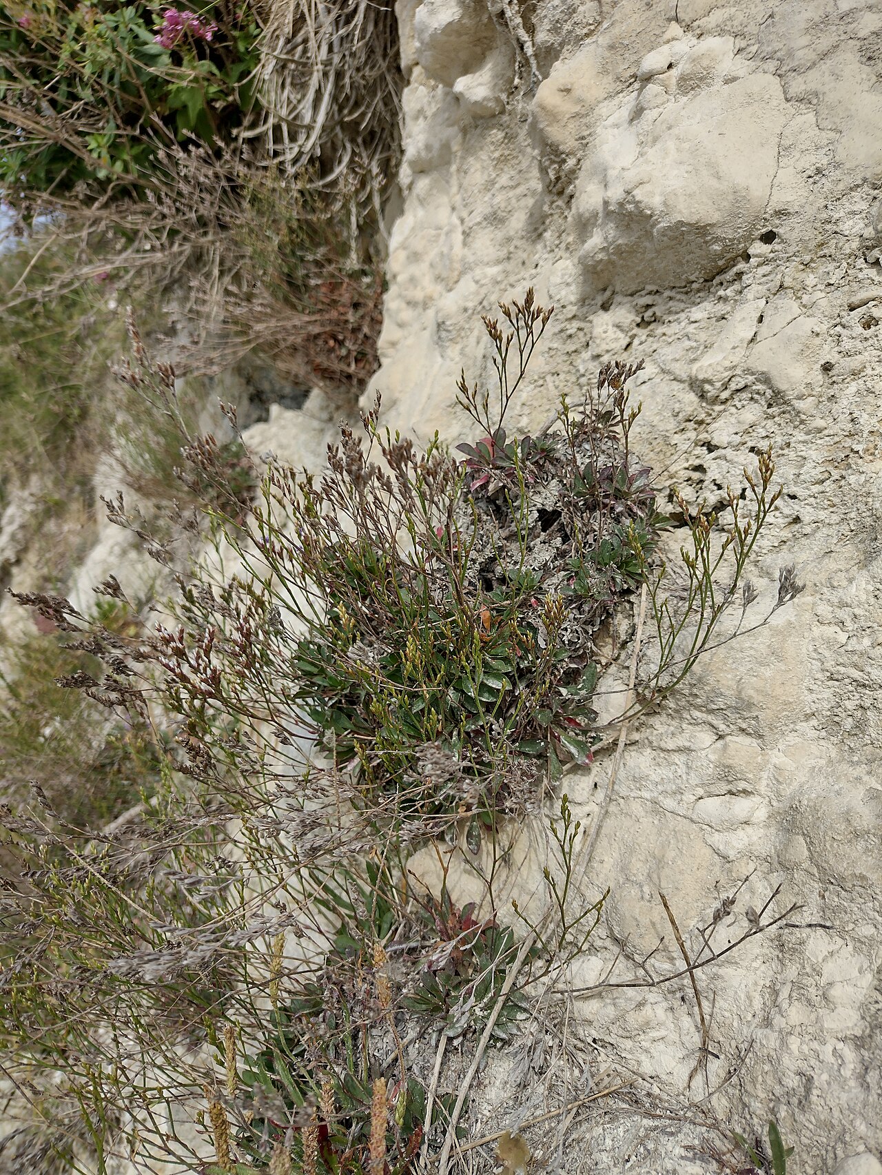 Rock sea-lavender: Limonium binervosum subsp. binervosum, Folkstone