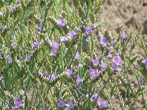 Rock sea-lavender: Species : Limonium binervosum Family : Plumbaginaceae Image No. 3