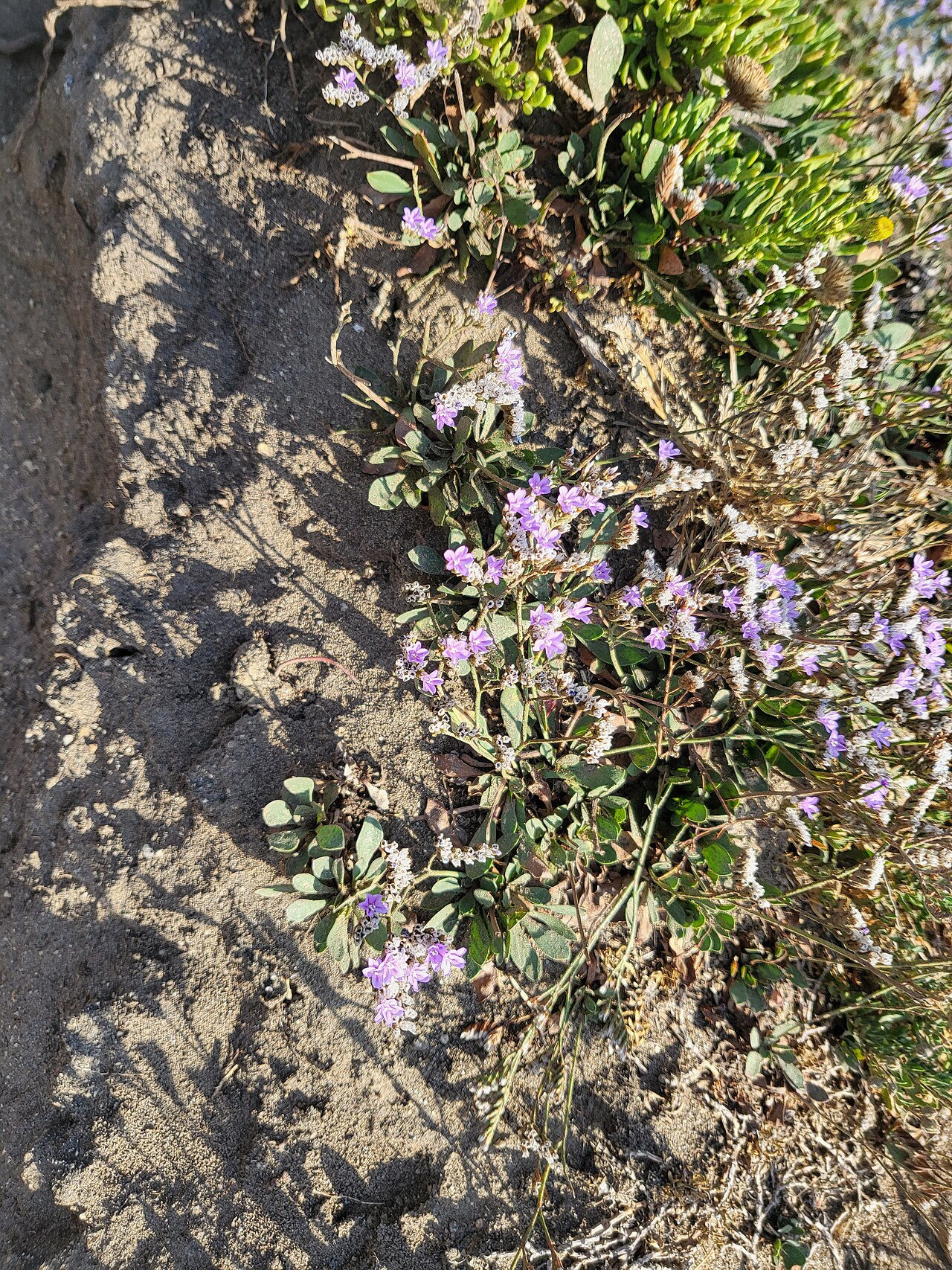 Rock sea-lavender: Estaca de Bares, Galicia, España