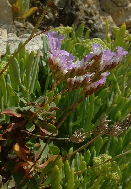 Rock sea-lavender: Statice de l'ouest, photo J.F. Gaffard, fr:Talmont-Saint-Hilaire , juillet 2004,
