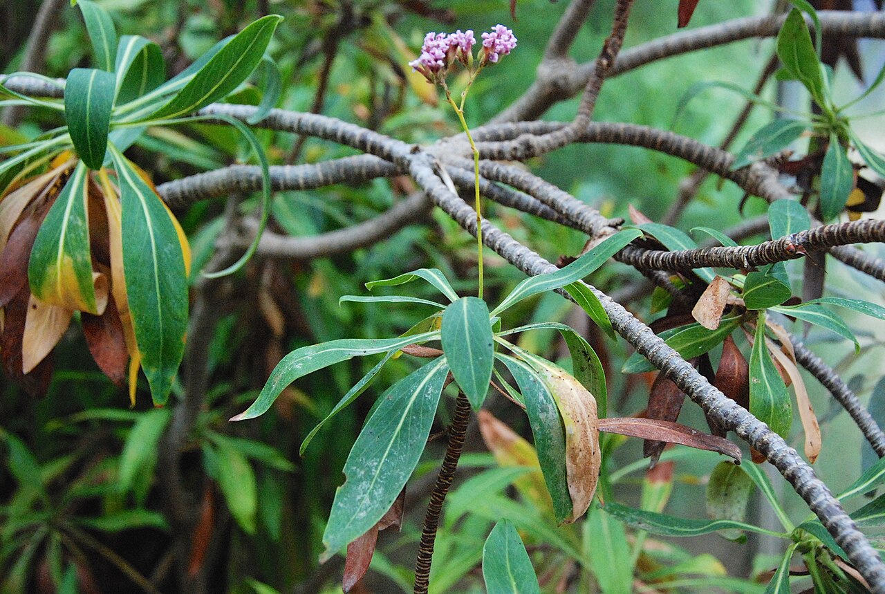 Limonium dendroides: Limonium dendroides au Conservatoire botanique national de Brest.