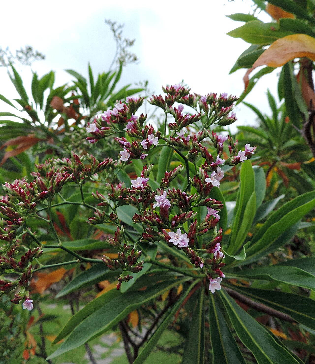Limonium dendroides: Limonium dendroides in the Jardín Botánico Canario Viera y Clavijo .