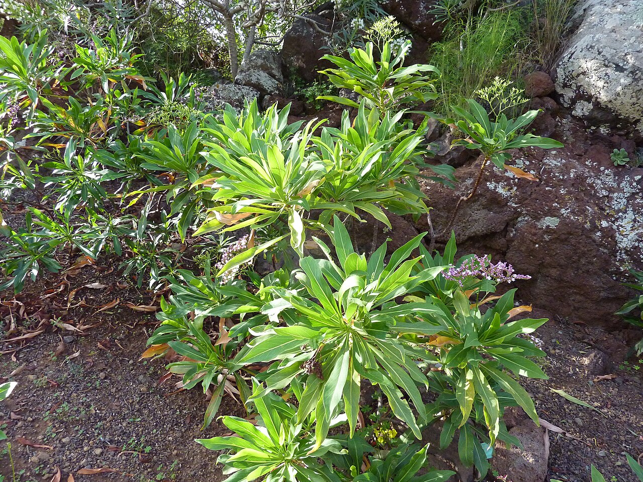 Limonium dendroides: Limonium dendroides in the Jardín Botánico Canario Viera y Clavijo .