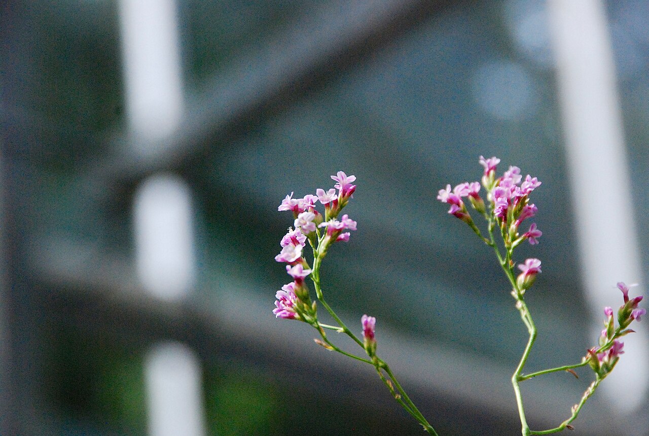Limonium dendroides: Limonium dendroides au Conservatoire botanique national de Brest.
