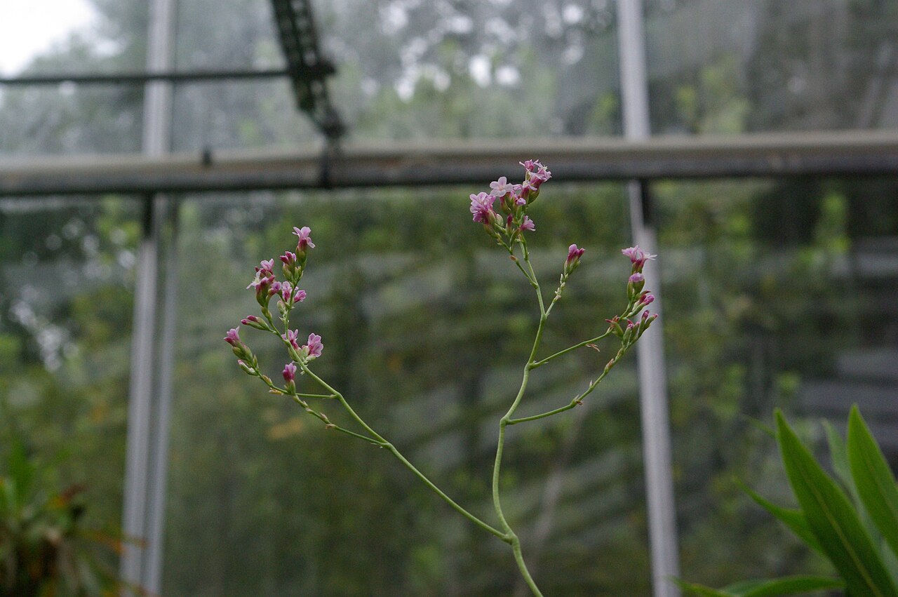Limonium dendroides: Limonium dendroides au Conservatoire botanique national de Brest.