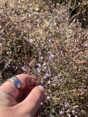 Limonium duriusculum (Limonium duriusculum)