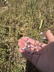 Limonium duriusculum (Limonium duriusculum)