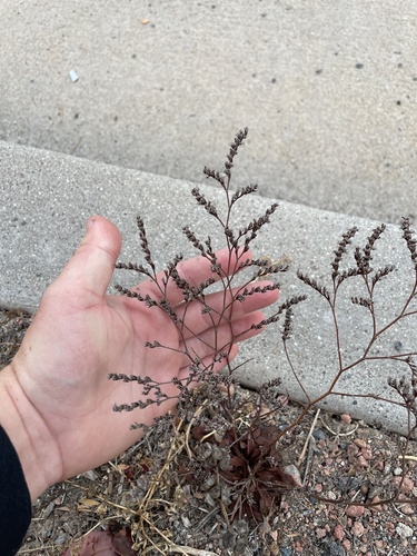 Limonium duriusculum (Limonium duriusculum)