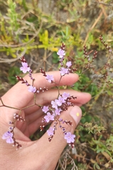 Limonium duriusculum (Limonium duriusculum)