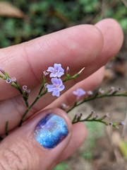 Limonium duriusculum (Limonium duriusculum)