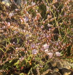 Limonium duriusculum (Limonium duriusculum)