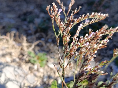 Limonium duriusculum (Limonium duriusculum)