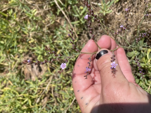Limonium duriusculum (Limonium duriusculum)