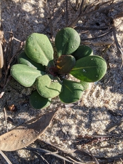 Limonium duriusculum (Limonium duriusculum)