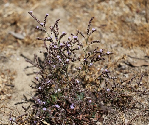 Limonium duriusculum (Limonium duriusculum)