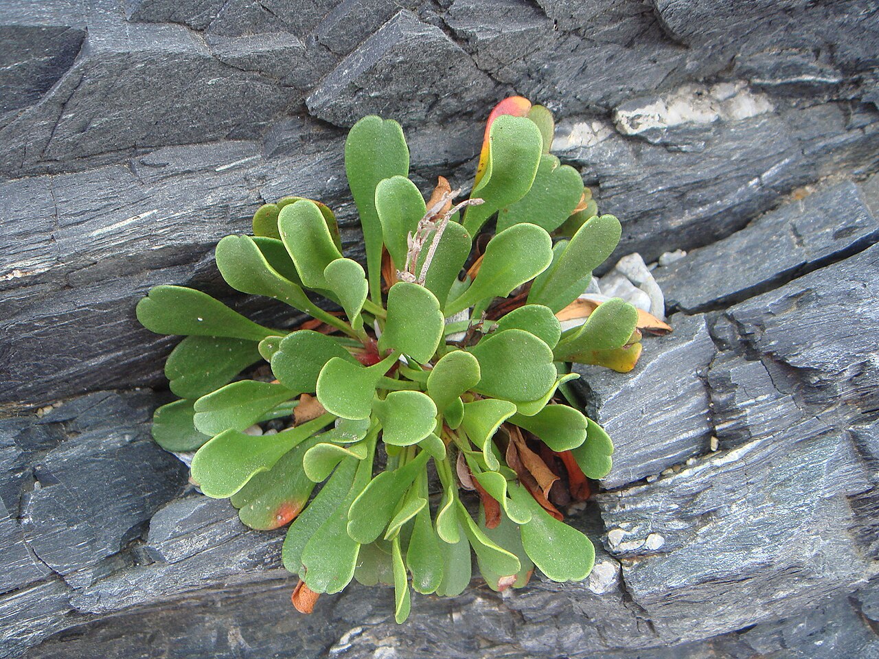 Limonium emarginatum: Limonium emarginatum , Ceuta