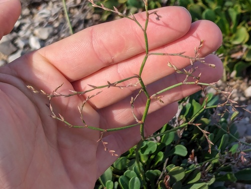 Limonium emarginatum (Limonium emarginatum)