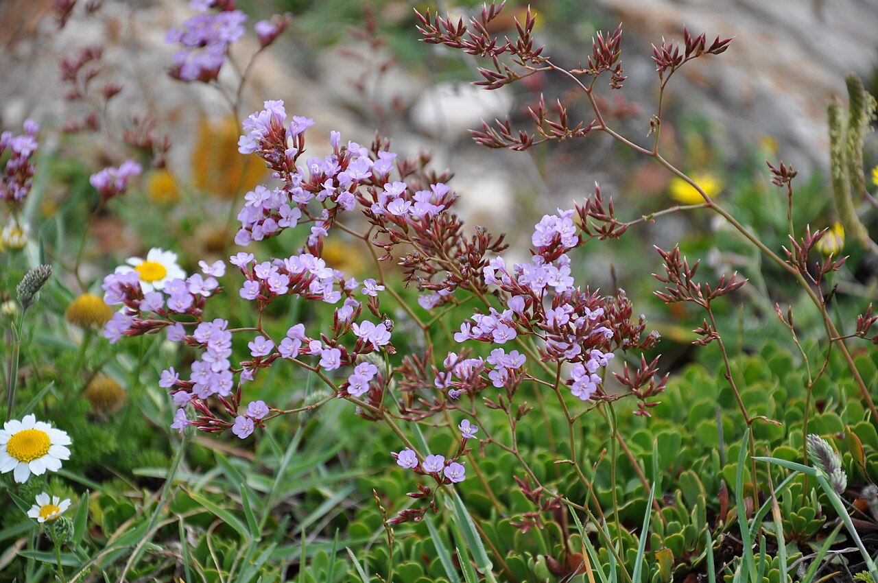 Limonium emarginatum: Siempreviva del Estrecho ( Limonium emarginatum ), Ceuta, España.