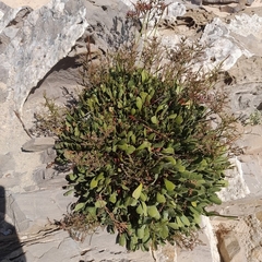 Limonium emarginatum (Limonium emarginatum)