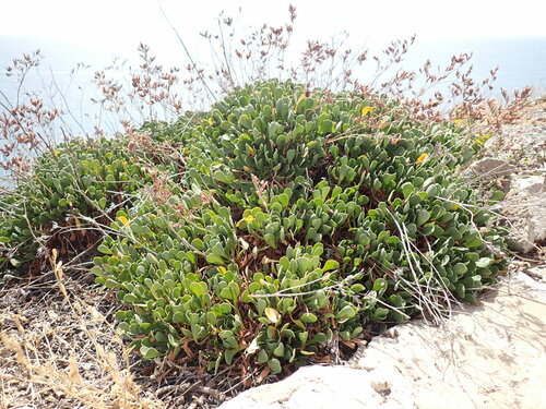 Limonium emarginatum (Limonium emarginatum)
