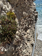 Limonium emarginatum (Limonium emarginatum)