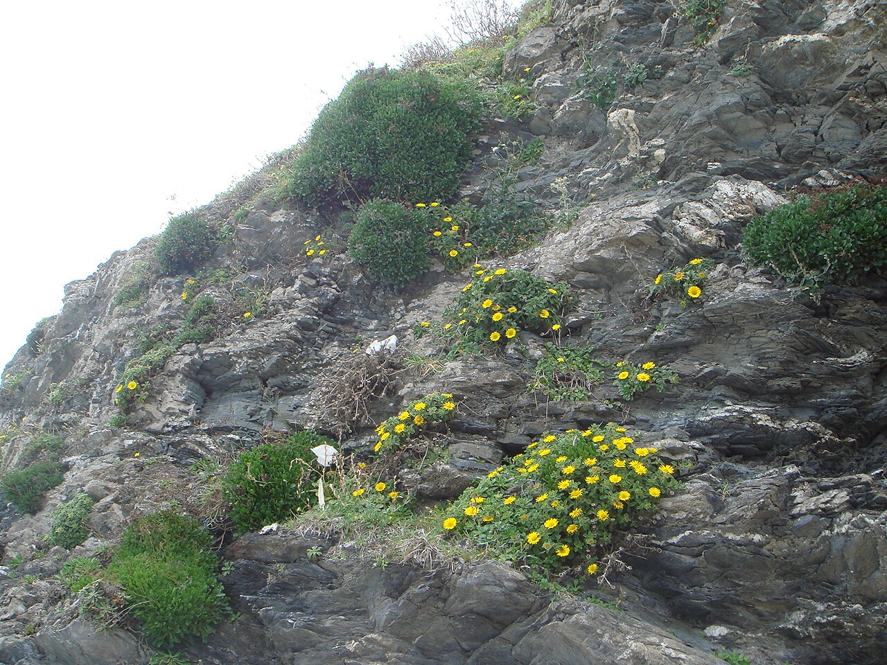 Limonium emarginatum: Hábitat de Asteriscus maritimus y Limonium emarginatum , Ceuta