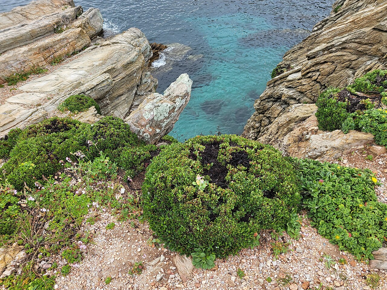 Limonium emarginatum: Sorprende el mal estado en que se encuentra la planta, Punta de la Cabeza, Ceuta España