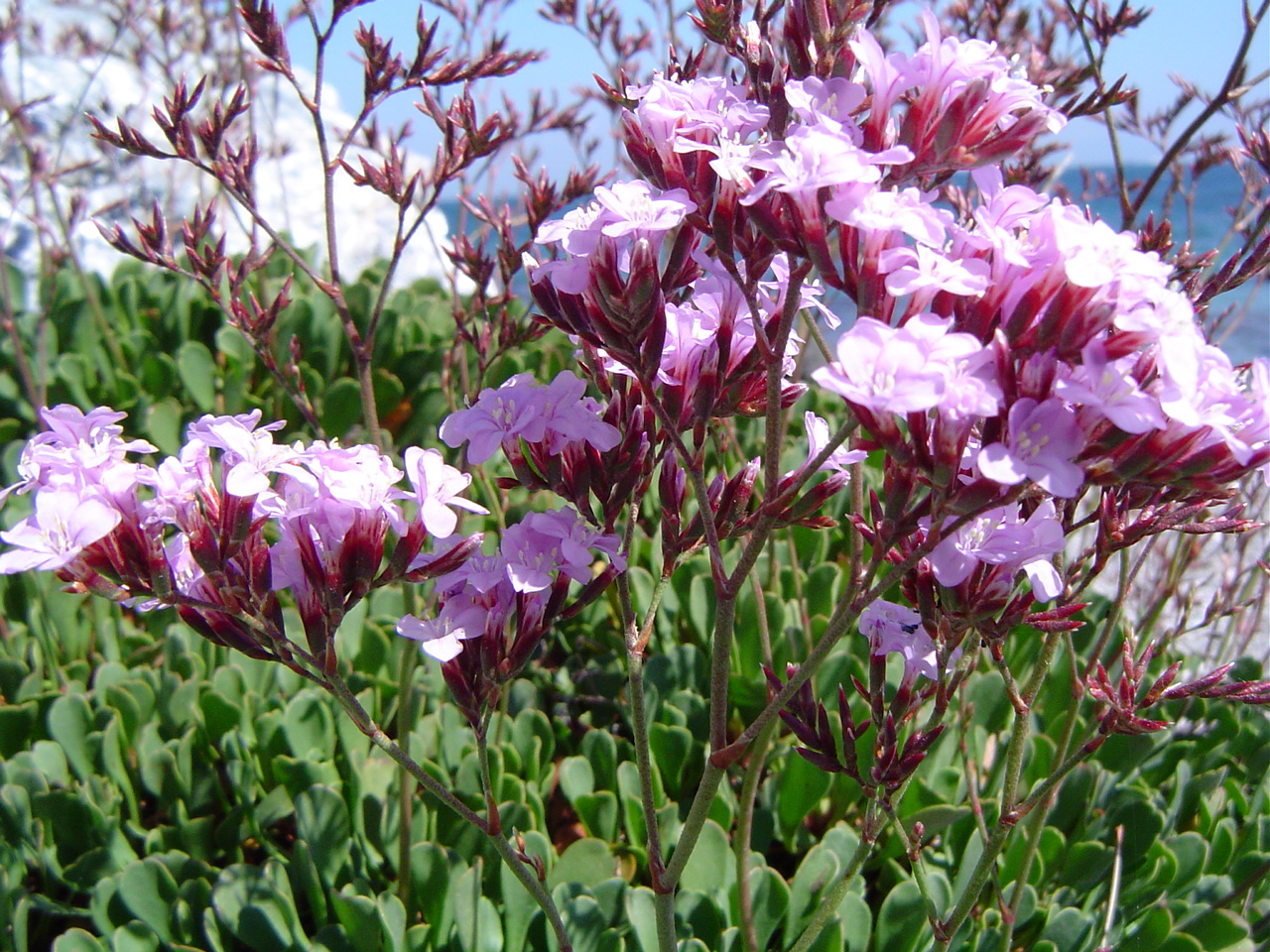 Limonium emarginatum: Limonium emarginatum , Ceuta