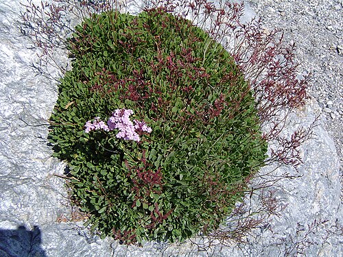 Limonium emarginatum: Limonium emarginatum , Ceuta, (Spain).