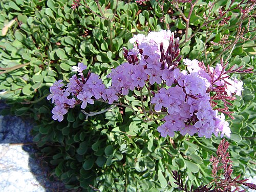 Limonium emarginatum: Limonium emarginatum , Ceuta