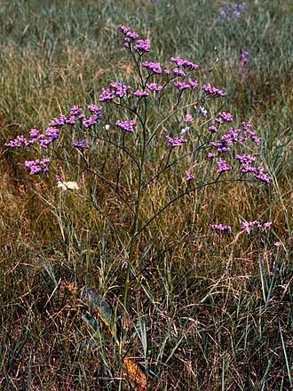 Siberian statice: Limonium gmelinii , Bleiwurzgewächse (Plumbaginaceae) - Ungarn/Magyarország/Hungary: Alföld, bei Püspökládany