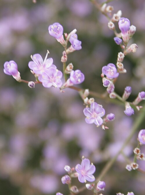 Limonium humile: Limonium humile : Flowers