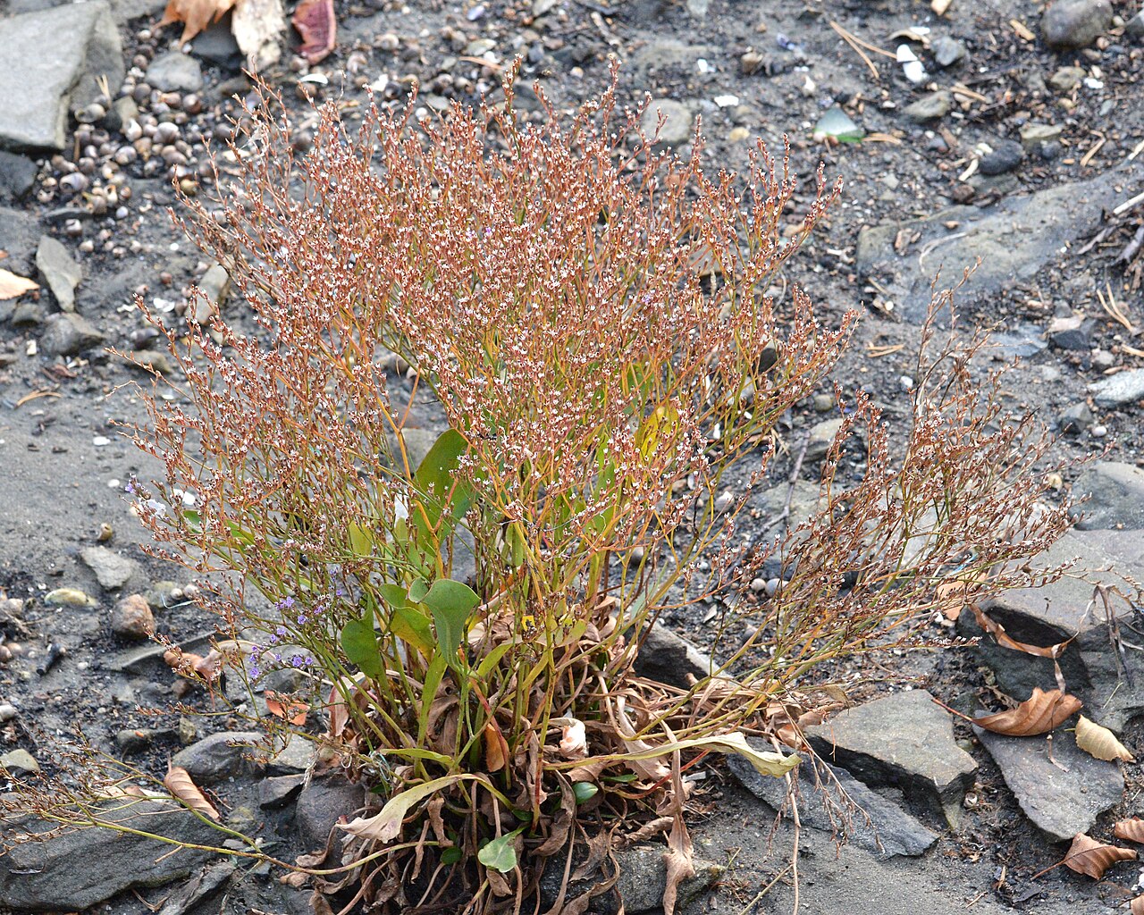 Limonium humile: Lax-flowered Sea-Lavender ( Limonium humile ) in Nesodden, Norway.