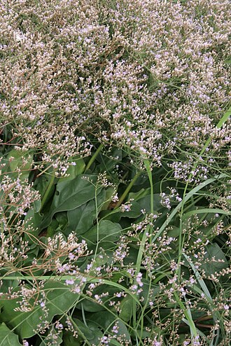 Limonium humile: Limonium humile : Habitus