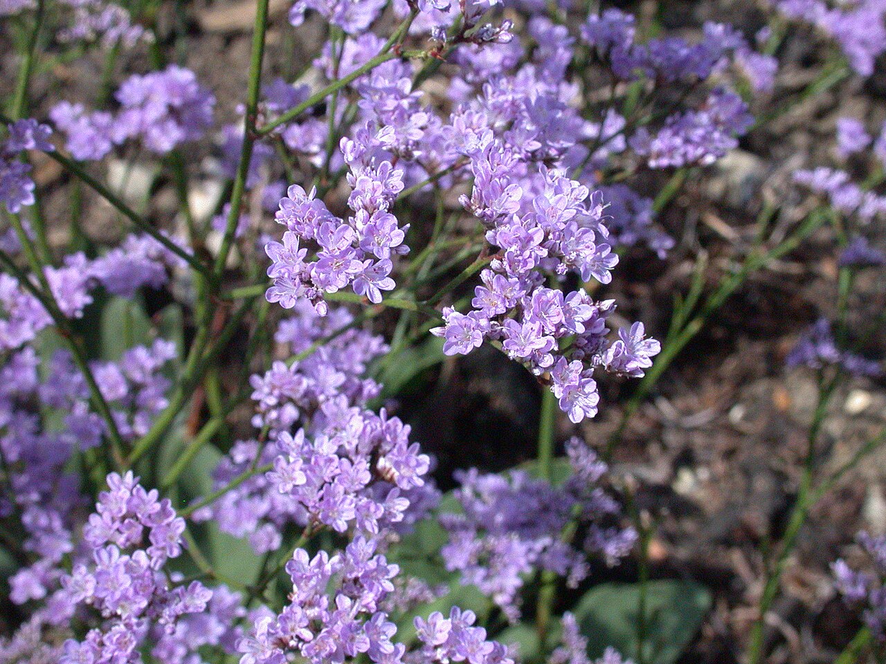 Limonium humile: Specimen labelled: " Limonium humile . Plumbaginaceae. C Europe."