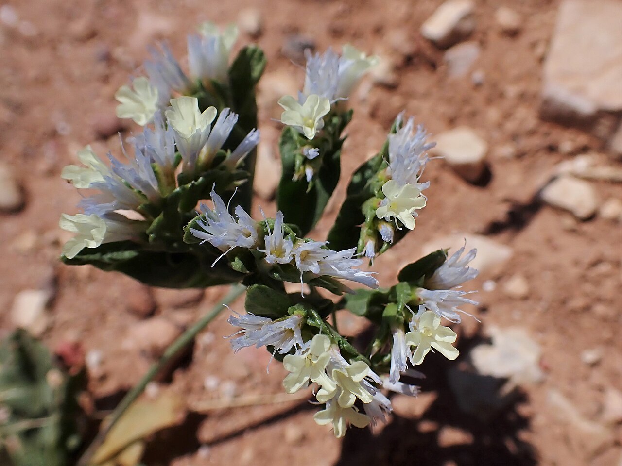 Limonium lobatum: Limonium lobatum at Panorama Dead Sea Complex in Jordan