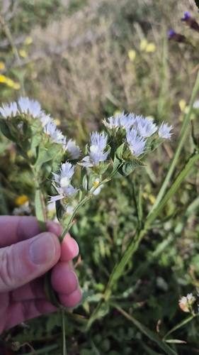 Limonium lobatum (Limonium lobatum)