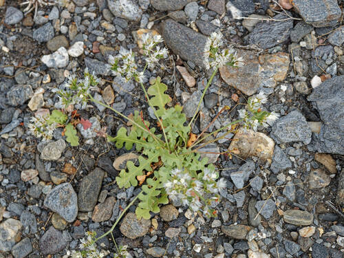 Limonium lobatum (Limonium lobatum)