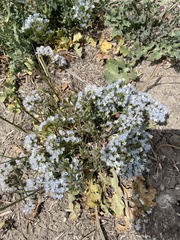 Limonium lobatum (Limonium lobatum)