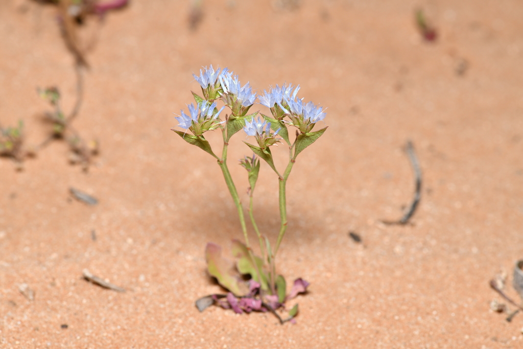 Limonium lobatum (Limonium lobatum)