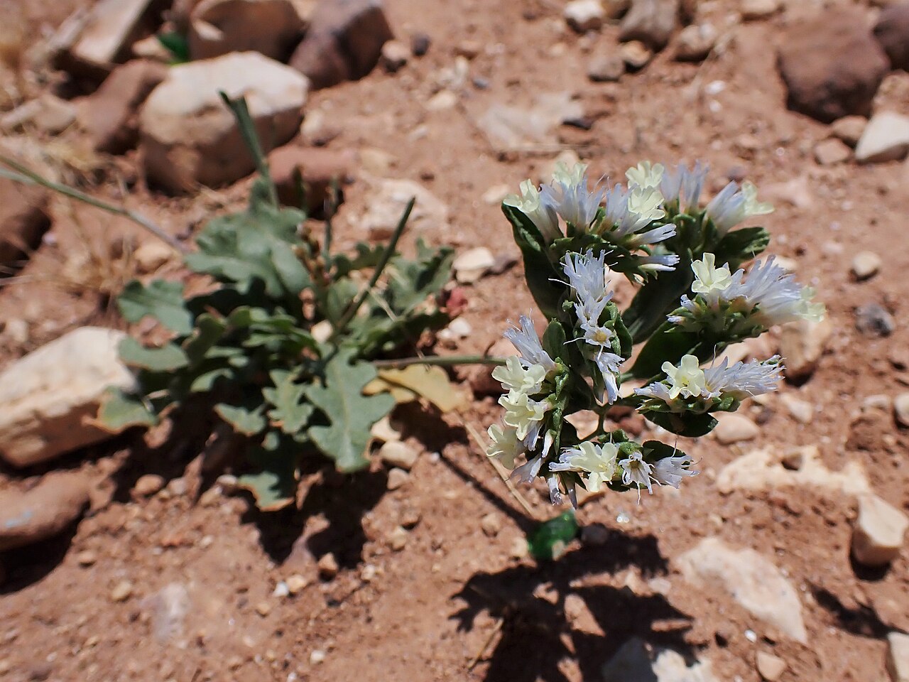 Limonium lobatum: Limonium lobatum at Panorama Dead Sea Complex in Jordan