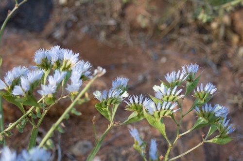 Limonium lobatum (Limonium lobatum)