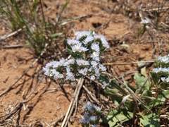 Limonium lobatum (Limonium lobatum)