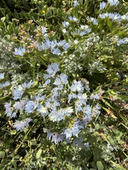 Limonium lobatum (Limonium lobatum)
