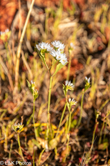 Limonium lobatum (Limonium lobatum)