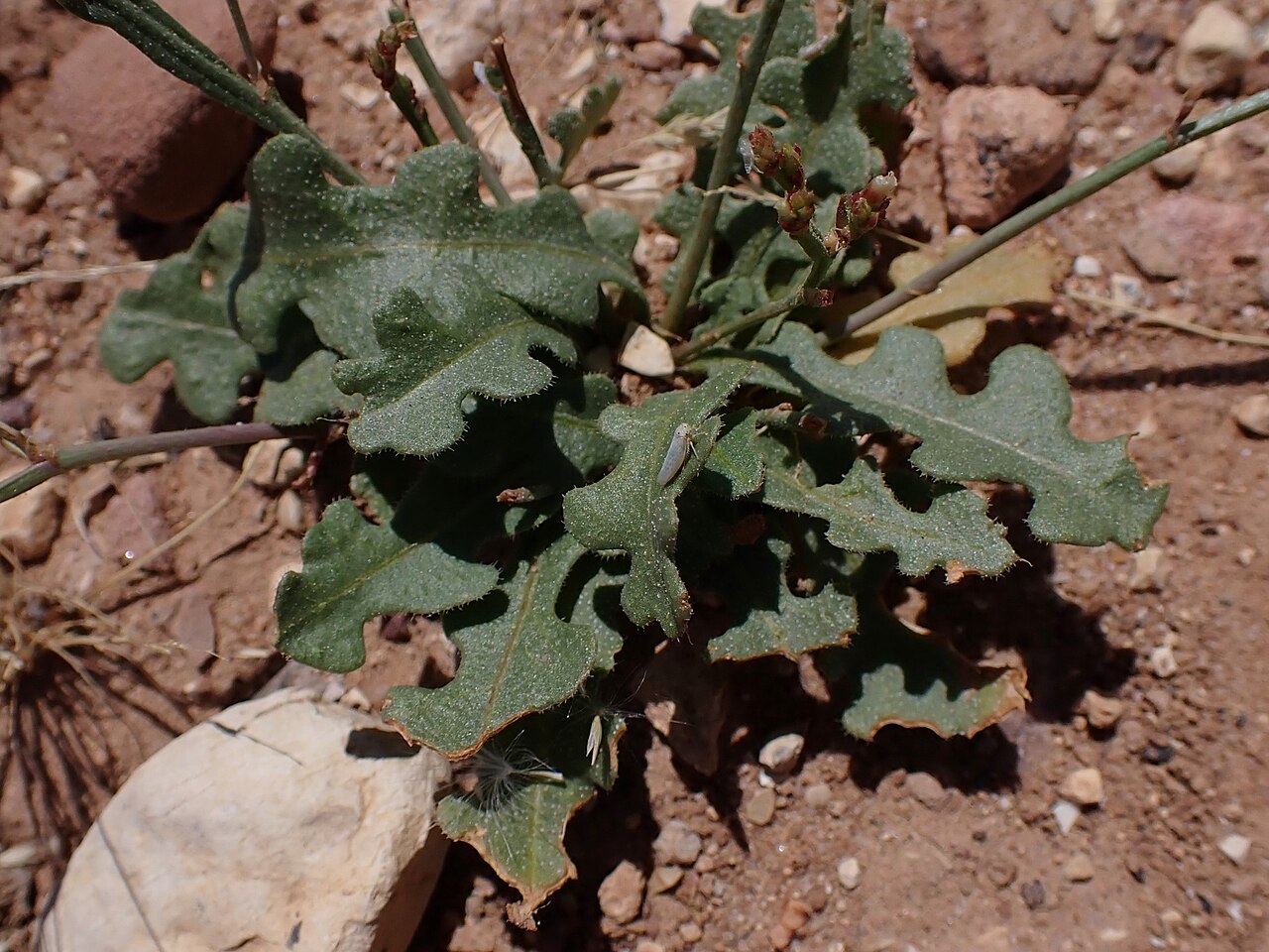 Limonium lobatum: Limonium lobatum at Panorama Dead Sea Complex in Jordan